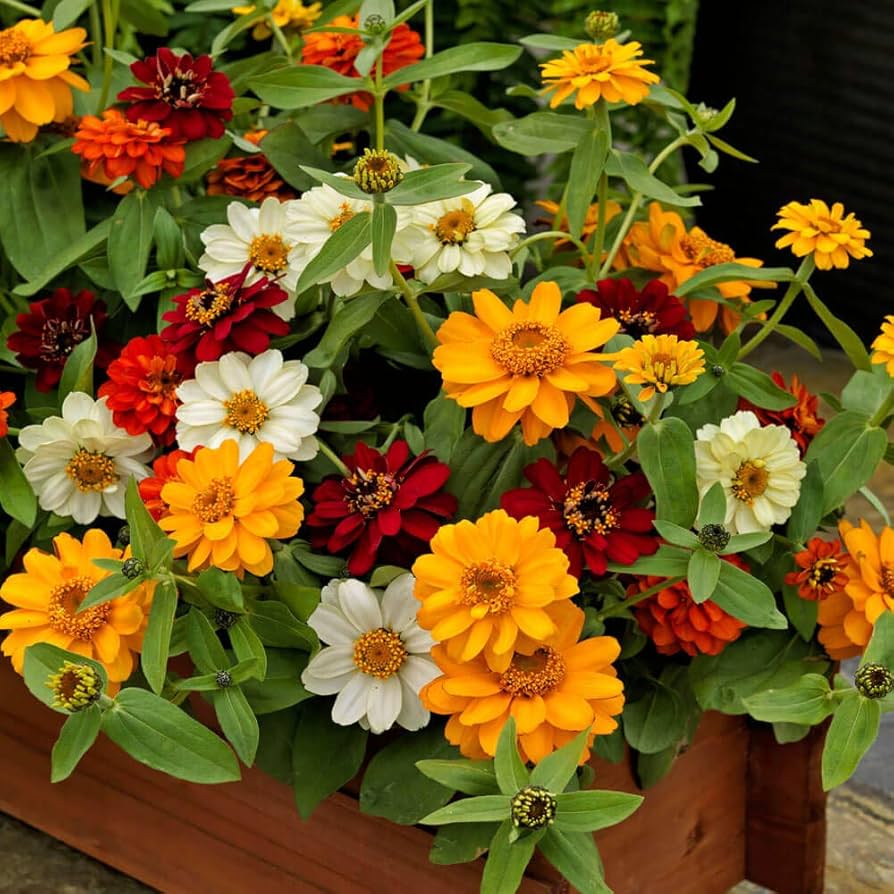 Zinnia - Profusion for planting in home garden