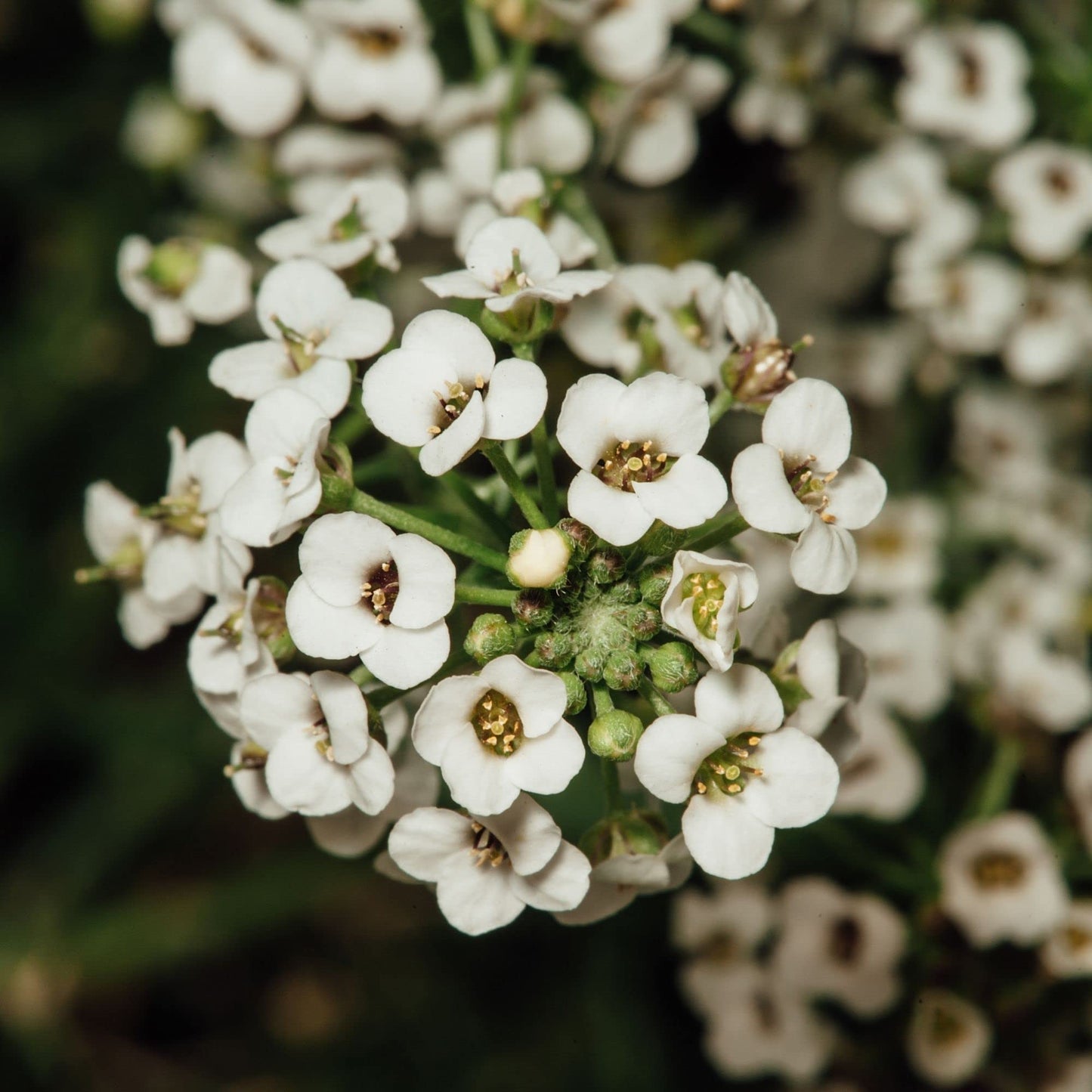 Lobularia Maritima flowers blooming from hanging potted seeds with clusters of tiny fragrant blossoms