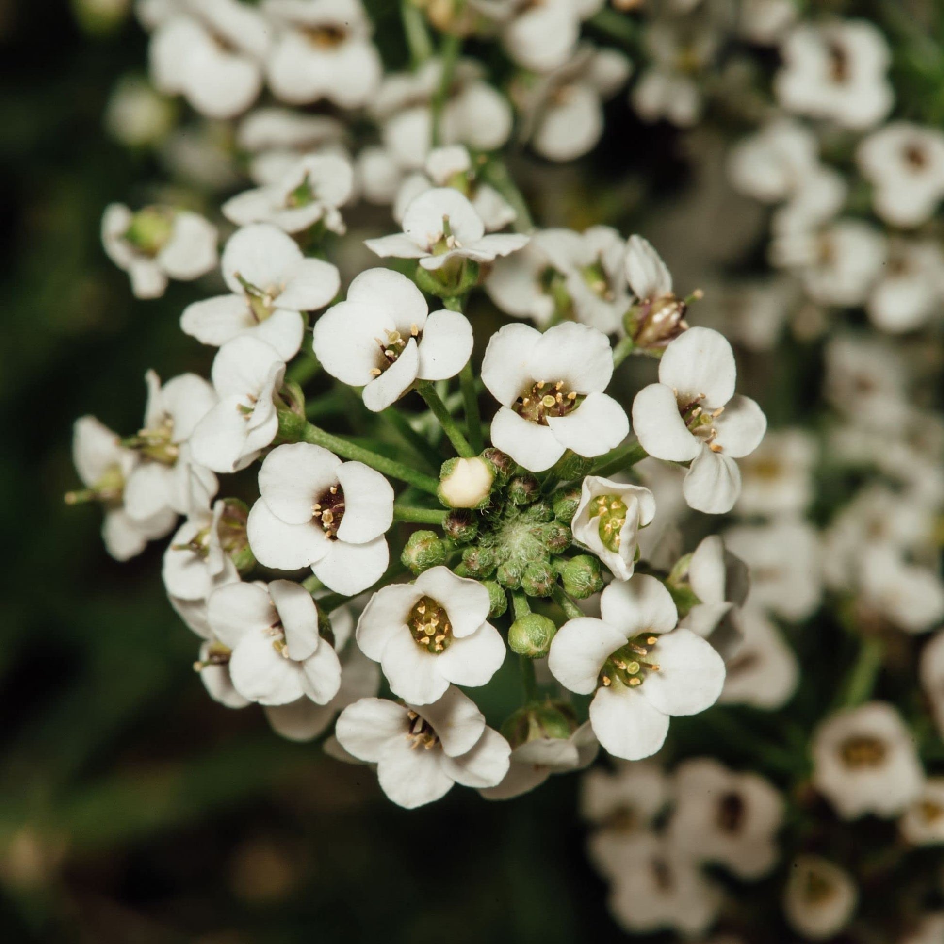 Lobularia Maritima flowers blooming from hanging potted seeds with clusters of tiny fragrant blossoms