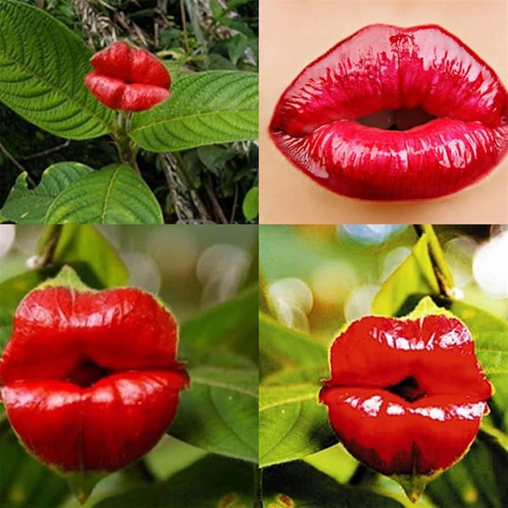 Blazing Red Lips (Psychotria Elata) Flower Seeds for Garden Planting