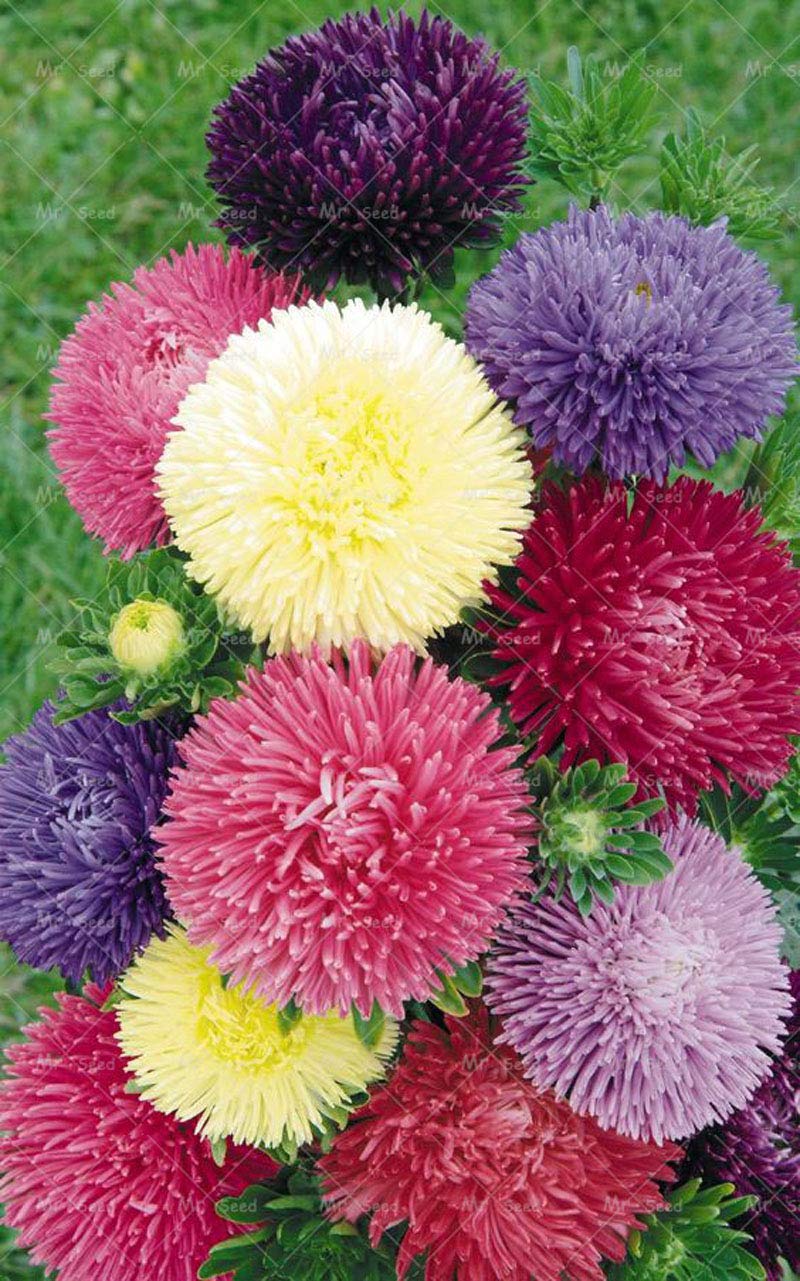 Aster Rainbow Chrysanthemum Perennial Flower Seeds for Garden