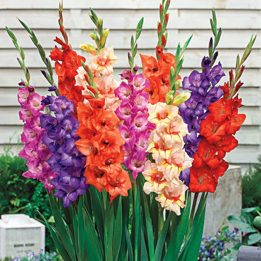 Glamini Gladiolus Mixture