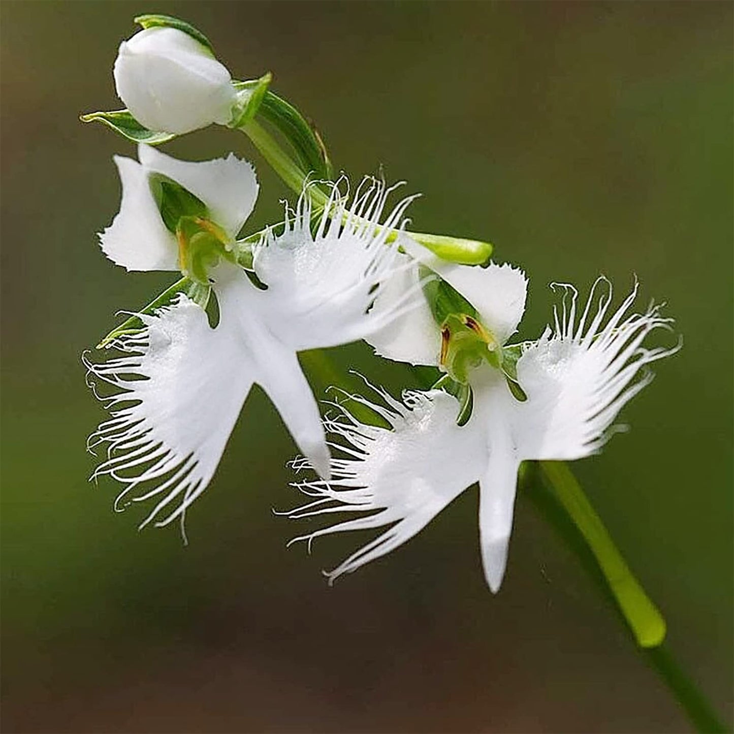 Japanese White Egret Orchid Rare Flower Seeds for Garden Planting