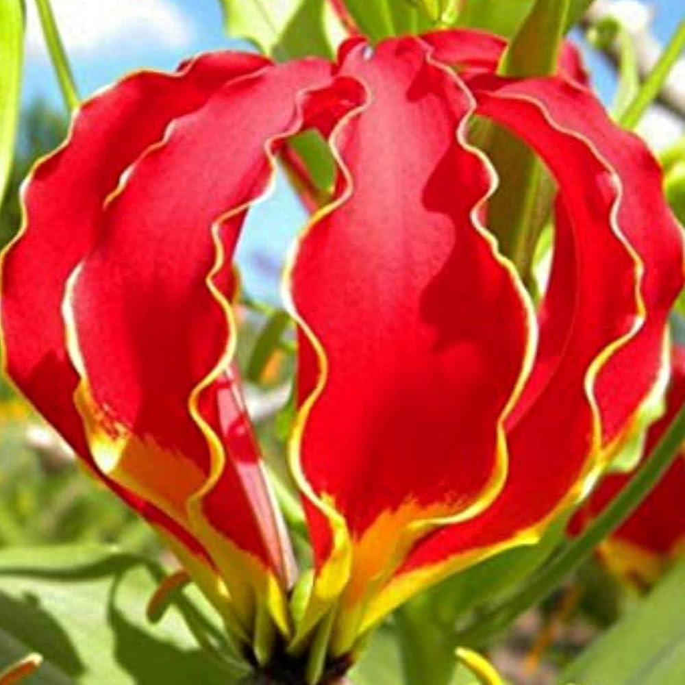 Garland Flame Lilium Brownii Perennial Lily Seeds