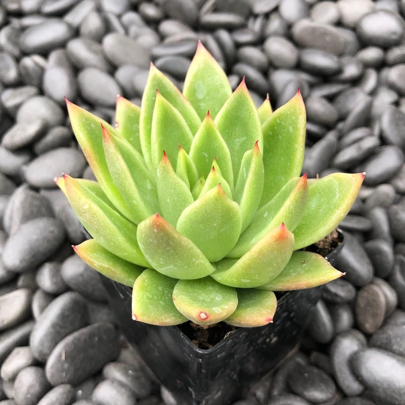 Semillas (Semillas scientific name) for planting in garden