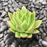 Semillas (Semillas scientific name) for planting in garden