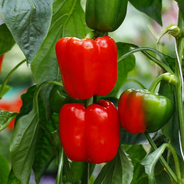 Cajun Hybrid Pepper Vegetable Seeds