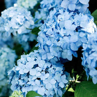 Heirloom Sky Blue Hydrangea Flower Seeds, Non-GMO Vibrant Blooms for Planting