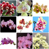 White Cymbidium Orchid Elegant Flower Seeds