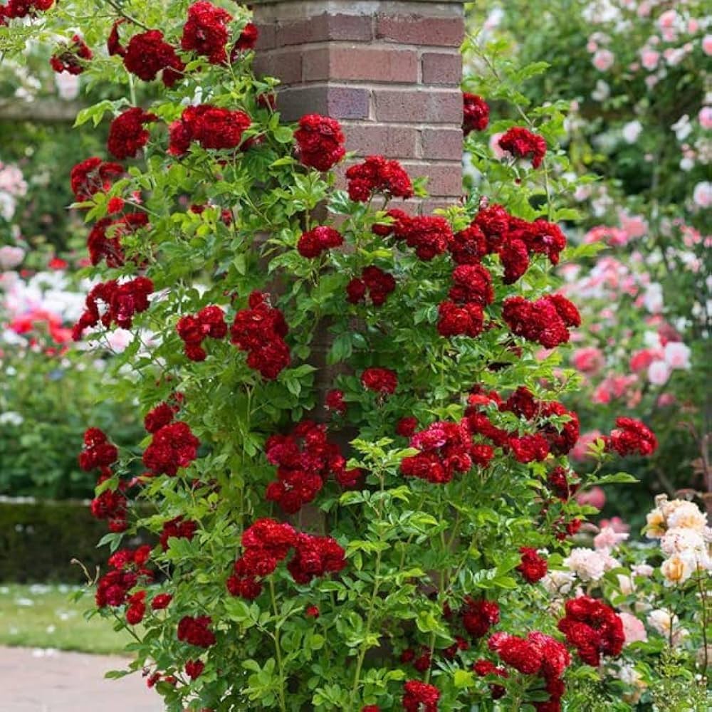 Red Climbing Rose Heirloom Flower - for planting in home garden