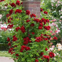 Red Climbing Rose Heirloom Flower - for planting in home garden