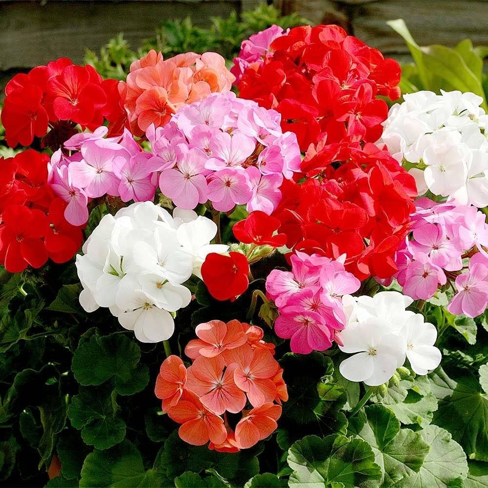 Geranium Pelargonium Perennial Flower Seeds for Climbing and Potted Planting