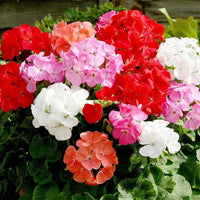 Geranium Pelargonium Perennial Flower Seeds for Climbing and Potted Planting