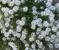 Heirloom Tiny Tim Alyssum Flower Seeds for Planting, Non-GMO, Fragrant Garden Blooms