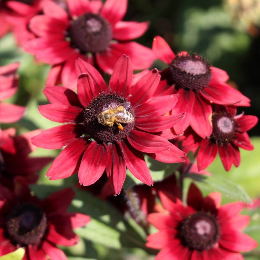 Burgundy Rudbeckia flowers from seeds with deep red petals and golden centers, attracting butterflies