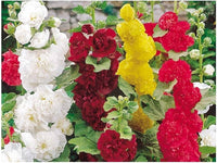 Hollyhock (flower Alcea rosea summer carnival mixed color) for planting in garden