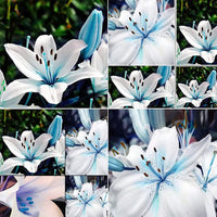 Blue heart lily Lilium spp. flower seeds for planting in bonsai pots or decorative planters