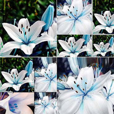 Blue heart lily Lilium spp. flower seeds for planting in bonsai pots or decorative planters