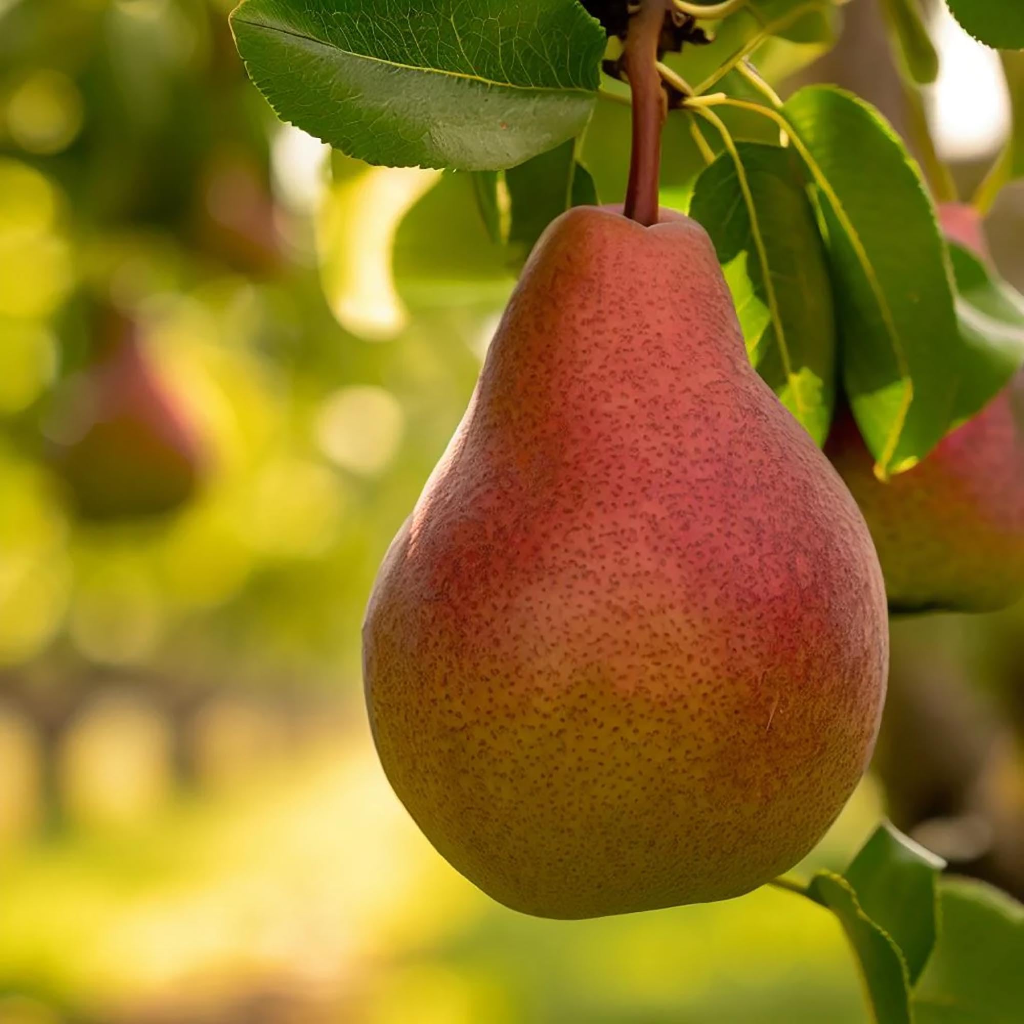 Bartlett - Pear for planting in home garden