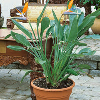Strelitzia Reginae Orange Bird of Paradise Flower Seeds