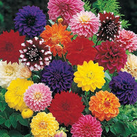 Royal Inferno Dahlia Mixture