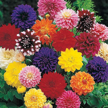 Royal Inferno Dahlia Mixture