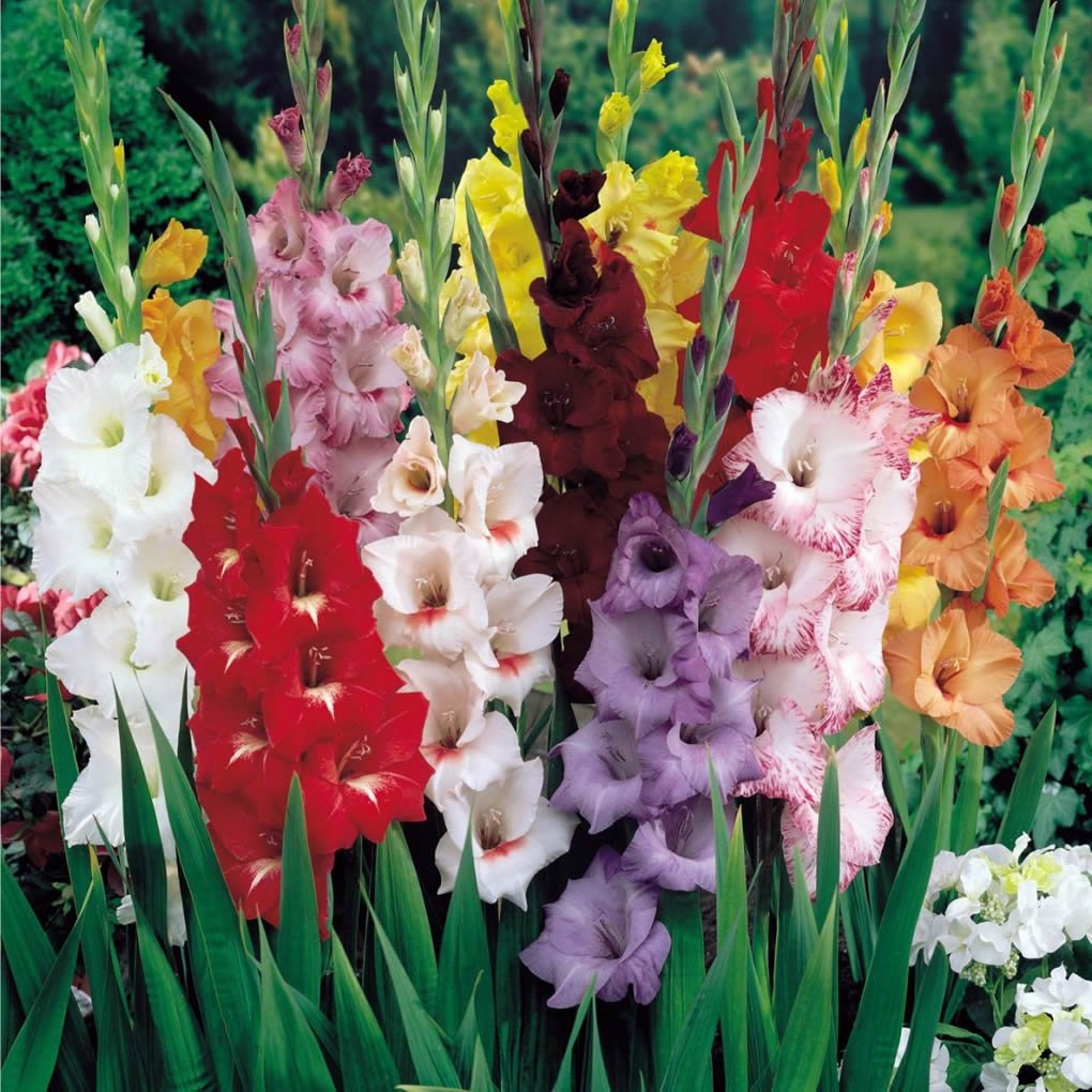 Royal Glamini Gladiolus Blend