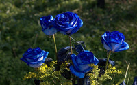 Blue Rose Heirloom Non-GMO Seeds for Planting