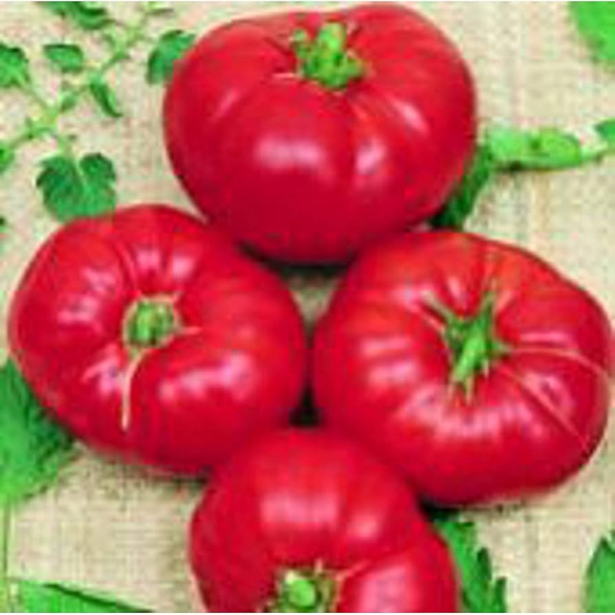 Boxcar (Willie tomato) for planting in garden