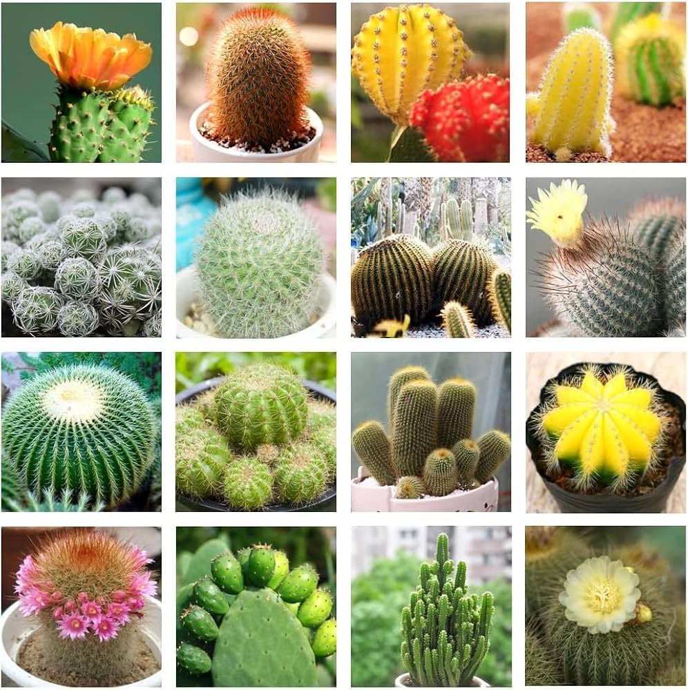 String of Pearls succulent seeds – rare trailing cactus for home décor