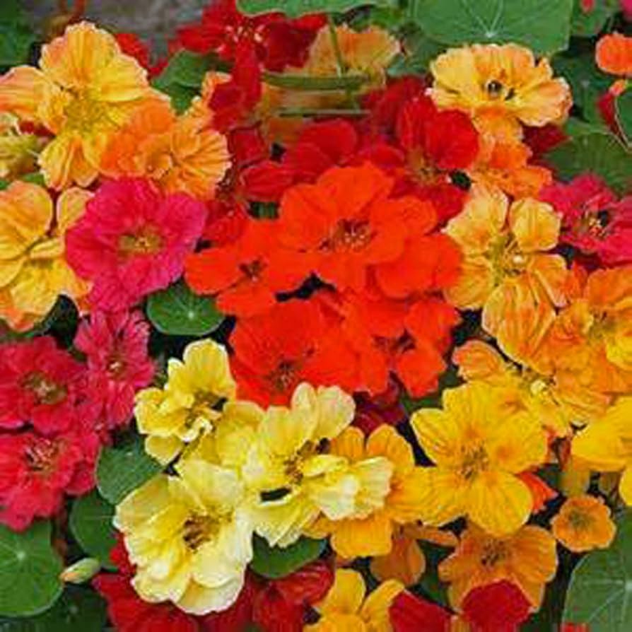 Nasturtium (Whirlybird Series mix) for planting in garden