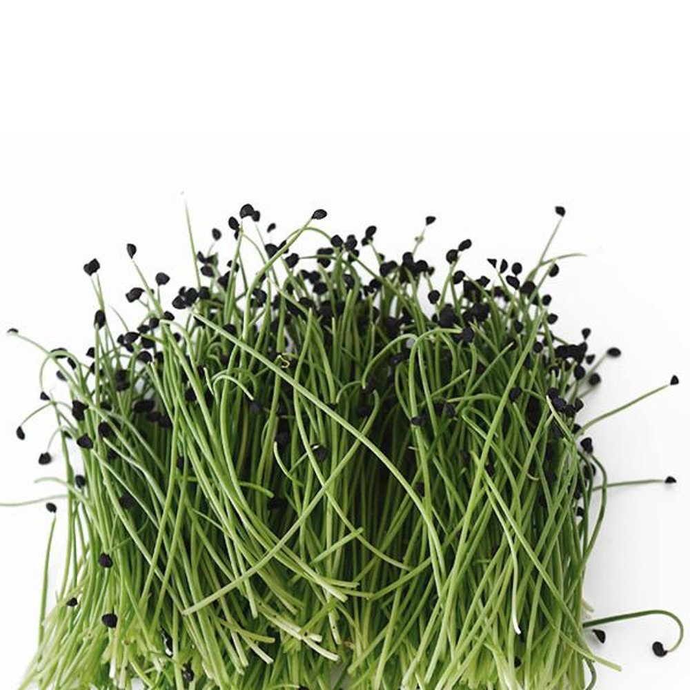 Scallion – Organic Microgreen Seed