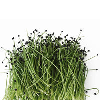 Scallion – Organic Microgreen Seed