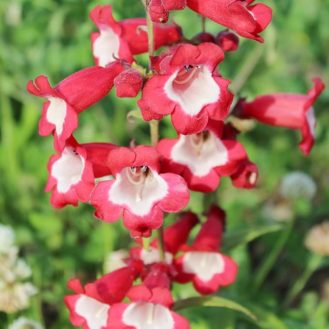 Penstemon (Penstemon scientific name) for planting in garden