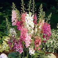 Heirloom Oxtail Verbascum Flower Seeds, Non-GMO Tall Spiked Blooms for Cottage and Wildflower Garden Planting