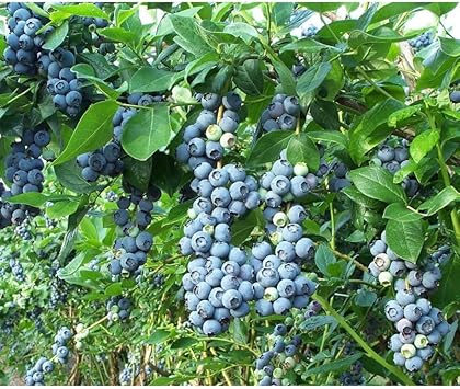 Berry Blue Haskap Fruit Seeds - High-Yielding, Cold-Hardy, Non-GMO seeds