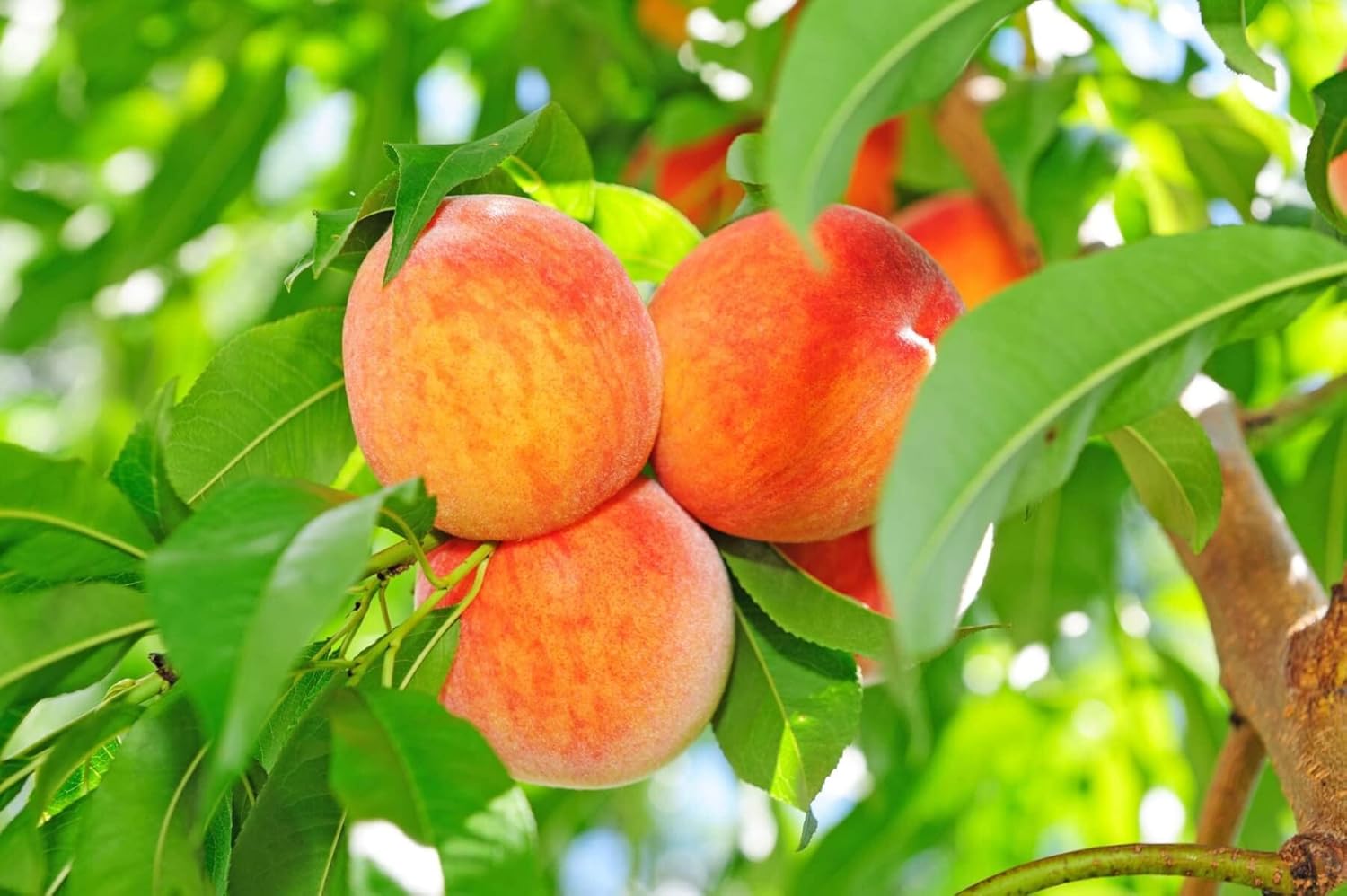 Red and yellow peach Fruit Seeds for planting