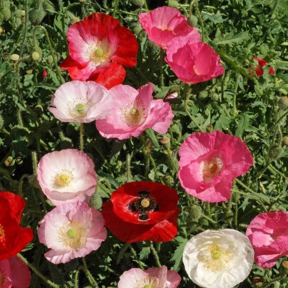 Shirley - Double for planting in home garden