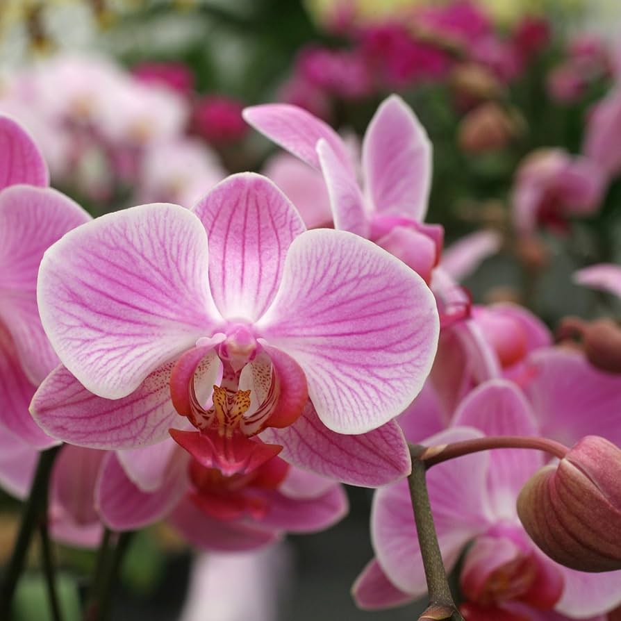 Phalaenopsis Orchid Seeds Rare Bonsai Plants Flowers Seeds