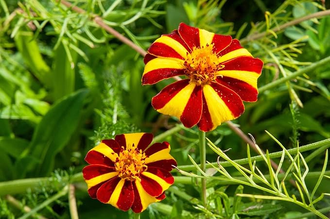 Heirloom Non-GMO Marigold Jester Flower Seeds for Planting – Striking Bicolor Garden Blooms