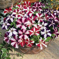 Petunia Hybrida Semi-Climbing Multicolor Flower Seeds