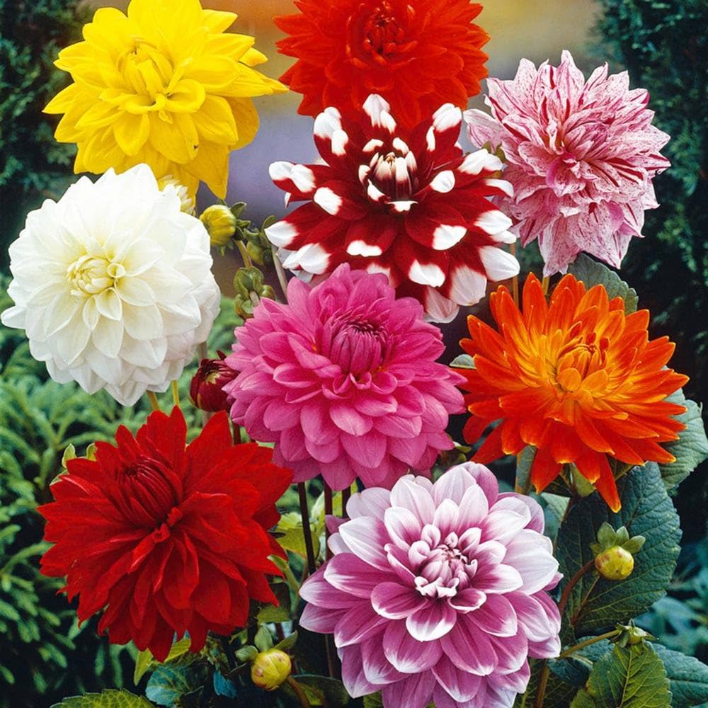 Dahlia- Pompon Double Flowered Mix