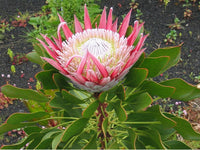 Heirloom Non-GMO Protea Cynaroides Flower Seeds for Striking Garden Landscapes and Outdoor Planting