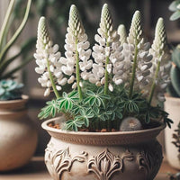 Heirloom Non-GMO White Bonnet Flower Seeds for Planting – Elegant Blooms for Garden Borders - Non-GMO for planting in home garden