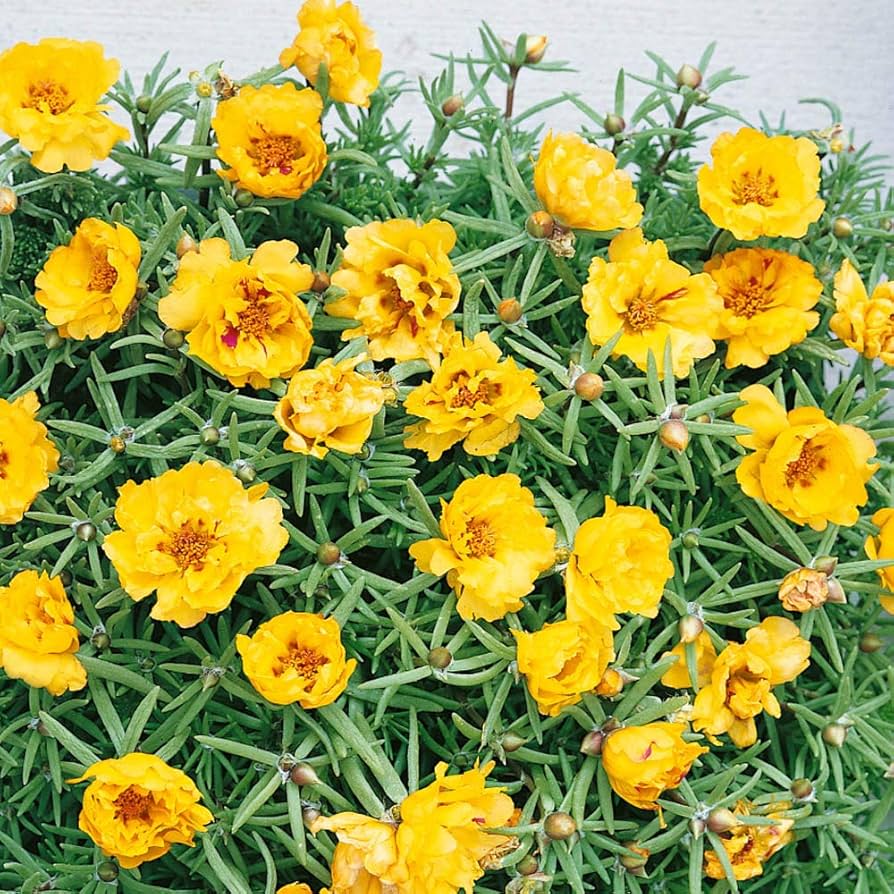Moss Rose Portulaca Yellow Flower Seeds