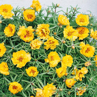 Moss Rose Portulaca Yellow Flower Seeds