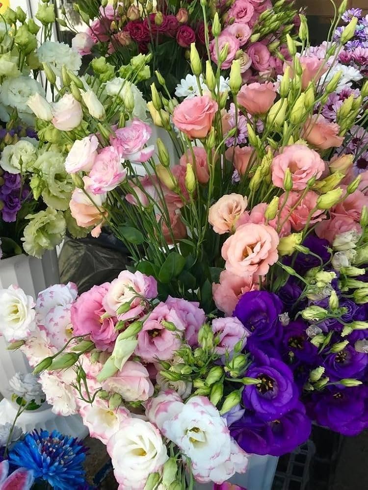 Eustoma Grandiflorum Lisianthus Flower Seeds for Home and Garden Planting