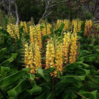 Hedychium Gardnerianum Flower Seeds – Heirloom Non-GMO Seeds for Fragrant and Tropical Garden Planting - Gardnerianum for planting in home garden