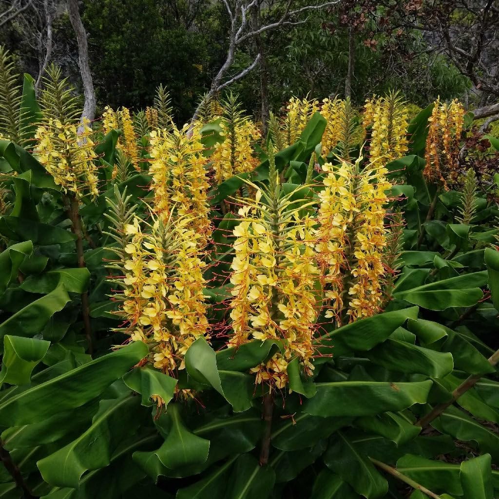 Hedychium Gardnerianum Flower Seeds – Heirloom Non-GMO Seeds for Fragrant and Tropical Garden Planting - Gardnerianum for planting in home garden