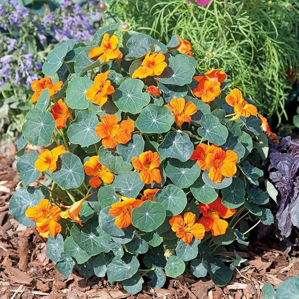 Nasturtium flowers grown from orange seeds with round leaves and bright orange blooms